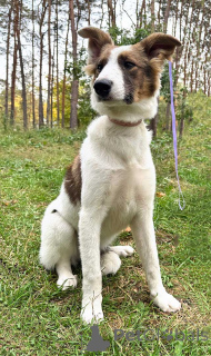 Photo №1. chien bâtard - à vendre en ville de Saint-Pétersbourg | Gratuit | Annonce №168696