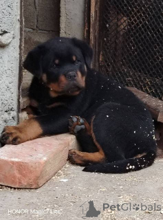 Photo №2 de l'annonce № 168462 de la vente rottweiler - acheter à Serbie 