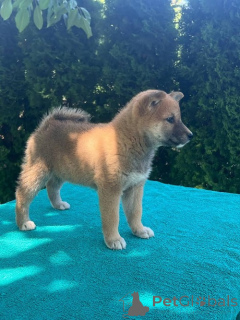 Photo №4. Je vais vendre akita (chien) en ville de Belgrade. éleveur - prix - négocié