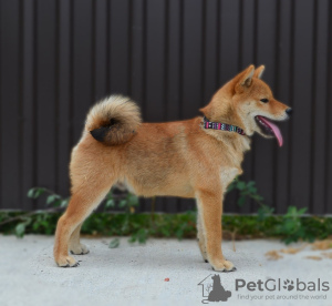 Photo №1. shiba - à vendre en ville de Kragujevac | négocié | Annonce №115743