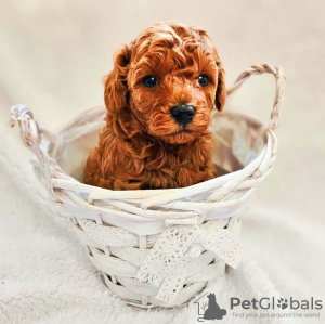 Photo №2 de l'annonce № 132949 de la vente caniche (jouet) - acheter à Espagne de la fourrière, éleveur