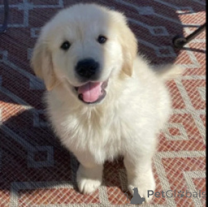 Photo №1. golden retriever - à vendre en ville de Anvers | Gratuit | Annonce №165260