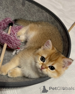 Photo №2 de l'annonce № 143571 de la vente british shorthair - acheter à Allemagne éleveur