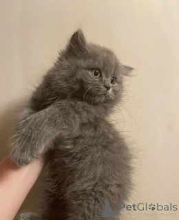 Photo №1. british shorthair - à vendre en ville de Заксен-Ансбах | négocié | Annonce № 144251