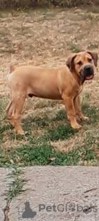 Photo №4. Je vais vendre mastiff en ville de Belgrade.  - prix - 300€