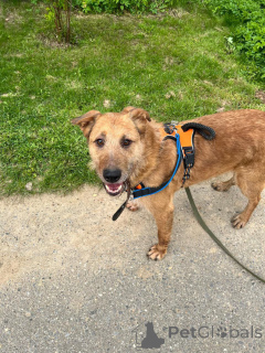 Photo №3. Le bon et charmant vert cherche une maison.. Fédération de Russie