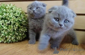 Photo №1. scottish fold - à vendre en ville de Sans terre | 350€ | Annonce № 172313