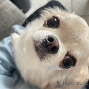 Photo №2 de l'annonce № 166482 de la vente chihuahua - acheter à Pologne 