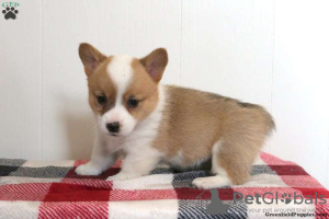 Photo №4. Je vais vendre welsh corgi en ville de Ypsos.  - prix - 660€