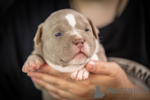 Photo №1. american bully - à vendre en ville de Москва | 1602€ | Annonce №54828