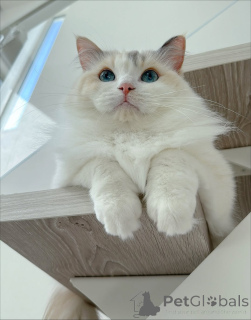Photo №4. Je vais vendre ragdoll en ville de Eksjo. éleveur - prix - négocié