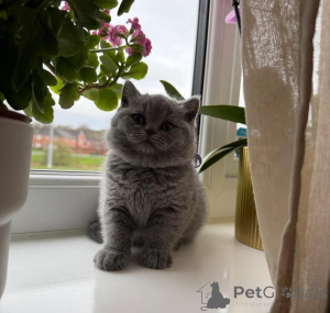 Photo №3. Chatons parfaitement socialisés. La finlande