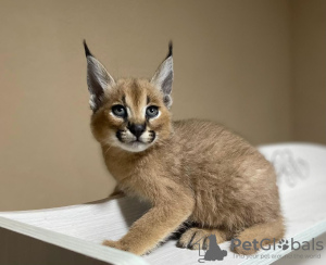 Photo №1. caracal - à vendre en ville de Berne | négocié | Annonce № 120133