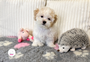 Photo №1. bichon bolonais - à vendre en ville de Dieu | Gratuit | Annonce №156970