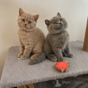 Photo №1. british shorthair - à vendre en ville de Milan | 400€ | Annonce № 172030