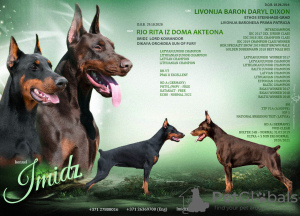 Photo №1. dobermann - à vendre en ville de Riga | négocié | Annonce №50110