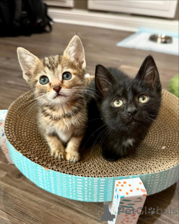 Photo №2 de l'annonce № 150622 de la vente chat de gouttière - acheter à Allemagne de l'abri, éleveur