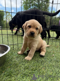 Photo №1. labrador retriever - à vendre en ville de Berlin | négocié | Annonce №171287