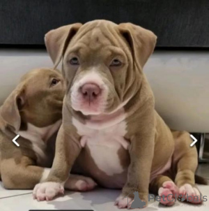 Photo №2 de l'annonce № 160021 de la vente landseer - acheter à La Lettonie annonce privée