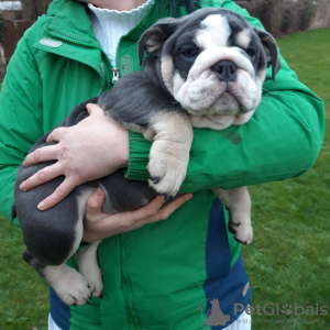 Photo №3. Beaux chiots bouledogue anglais disponibles maintenant. Allemagne