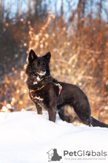 Photo №2 de l'annonce № 120223 de la vente chien bâtard - acheter à Fédération de Russie annonce privée