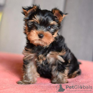 Photo №2 de l'annonce № 119346 de la vente yorkshire terrier - acheter à Allemagne annonce privée