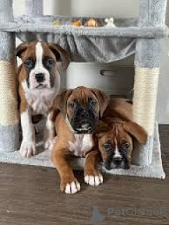 Photo №1. boxer - à vendre en ville de Belfast | 850€ | Annonce №166116