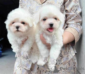 Photo №3. Chiots Cavapoo. Suisse