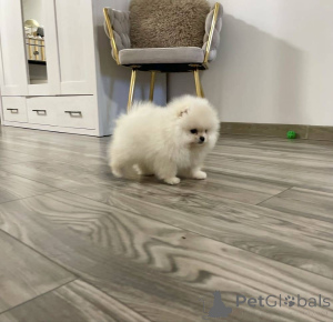 Photo №4. Je vais vendre spitz nain en ville de Berlin. annonce privée - prix - 550€