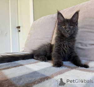 Photo №1. maine coon - à vendre en ville de Bastogène | négocié | Annonce № 155698