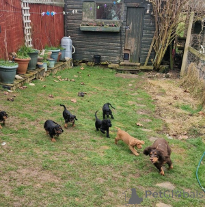 Photo №4. Je vais vendre chien bâtard en ville de Courcelles. annonce privée - prix - Gratuit