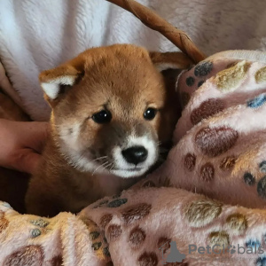 Photo №1. shiba - à vendre en ville de Rzeszów | 860€ | Annonce №95779