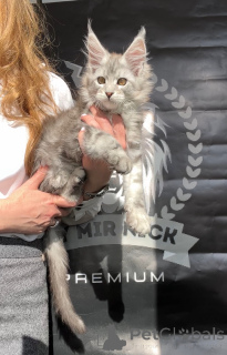 Photo №3. Alfred. USA