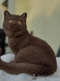 Photo №1. british shorthair - à vendre en ville de Basel | négocié | Annonce № 153740