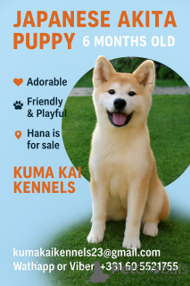 Photo №1. akita (chien) - à vendre en ville de Kruševac | 1000€ | Annonce №69446