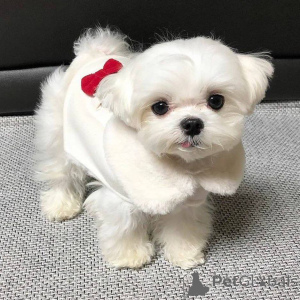 Photo №1. bichon maltais - à vendre en ville de Helsinki | 550€ | Annonce №167175