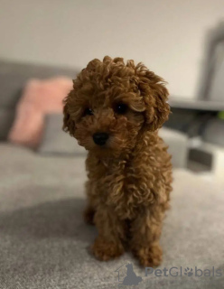 Photo №2 de l'annonce № 132003 de la vente caniche (jouet) - acheter à Pays Bas éleveur