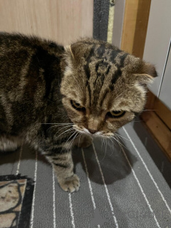 Photo №4. Je vais vendre scottish fold en ville de Москва.  - prix - Gratuit