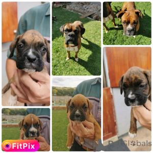 Photo №1. boxer - à vendre en ville de Barsel | négocié | Annonce №166366