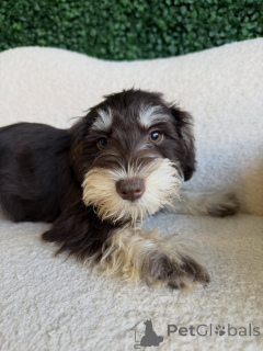 Photo №2 de l'annonce № 168567 de la vente schnauzer miniature - acheter à Allemagne éleveur