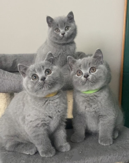 Photo №1. scottish fold - à vendre en ville de Munich | négocié | Annonce № 164189