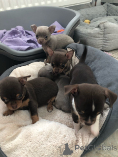 Photo №1. chihuahua - à vendre en ville de Bortmerbek | 600€ | Annonce №164860