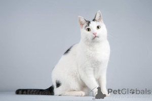 Photo №3. Andreika le chat cherche un bon cœur.. Fédération de Russie