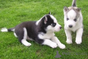 Photo №1. husky de sibérie - à vendre en ville de Balta | 500€ | Annonce №172676