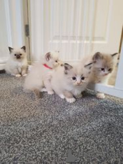 Photo №2 de l'annonce № 163704 de la vente ragdoll - acheter à Allemagne 