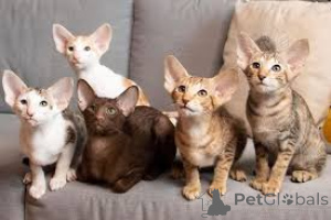 Photo №1. oriental shorthair - à vendre en ville de Espoo | 500€ | Annonce № 166949
