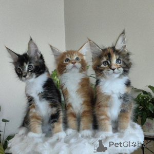 Photo №1. maine coon - à vendre en ville de Berlin | négocié | Annonce № 163220