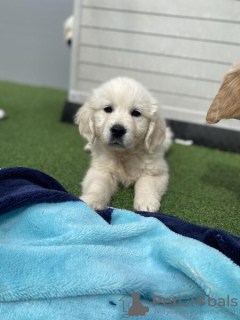 Photo №4. Je vais vendre golden retriever en ville de Melbourne. annonce privée - prix - 710€