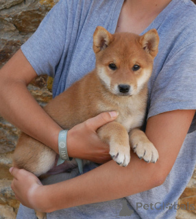 Photo №2 de l'annonce № 173717 de la vente shiba - acheter à Belgique 