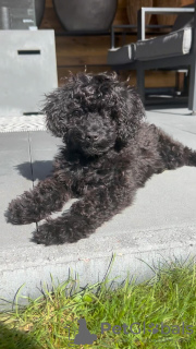 Photo №1. caniche (jouet) - à vendre en ville de Varsovie | Gratuit | Annonce №119267